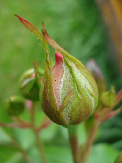 Rose Pleasure (2010, May 21)