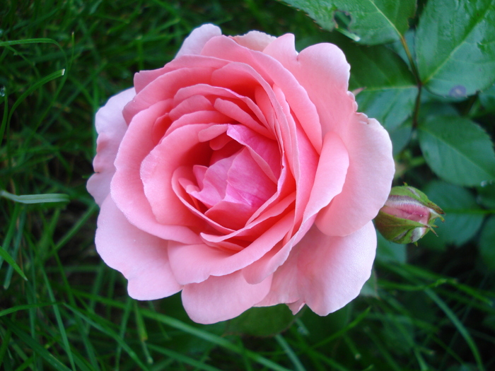 Rose Pleasure (2010, May 27) - Rose Pleasure