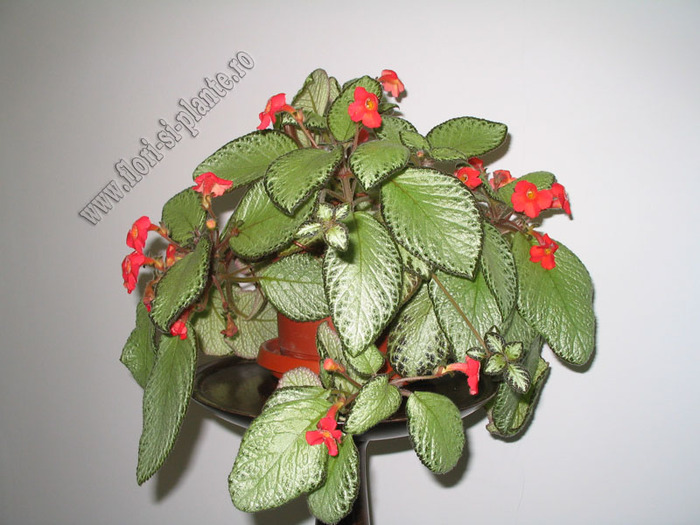 episcia green aga 10