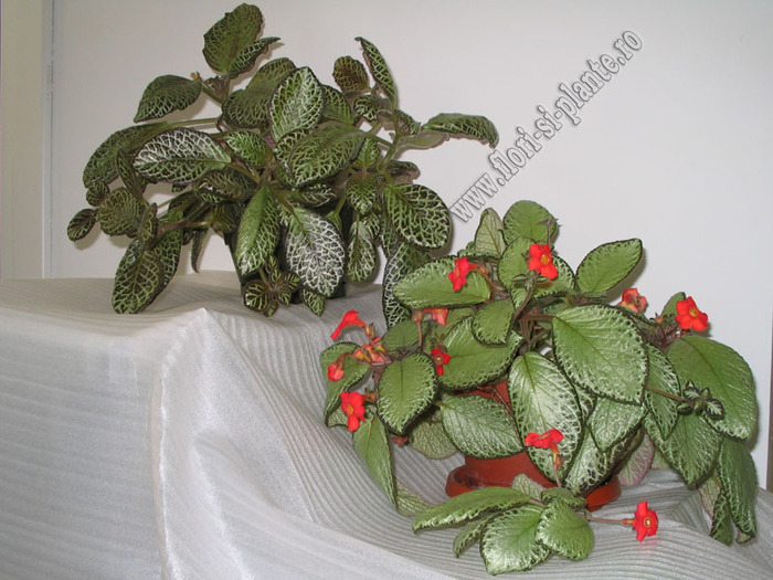 Episcia mix 15