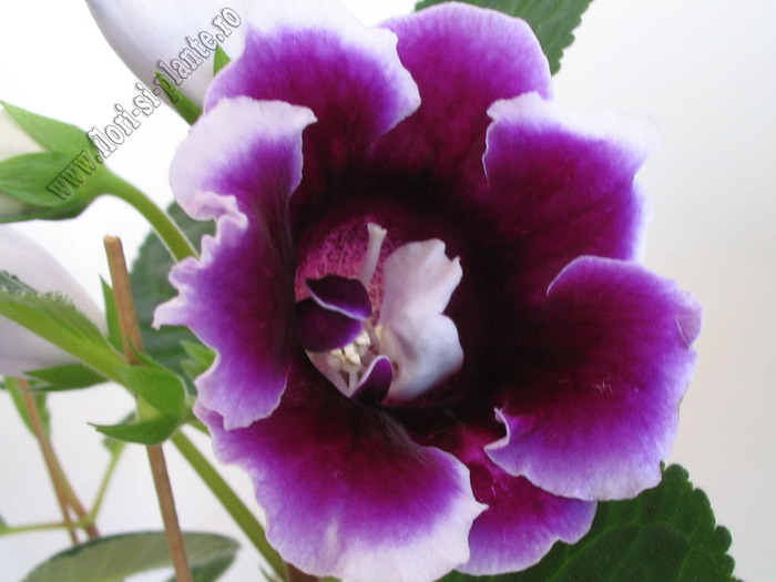 Gloxinia mov simplu bordat 1 - GLOXINIA _ SINNINGIA