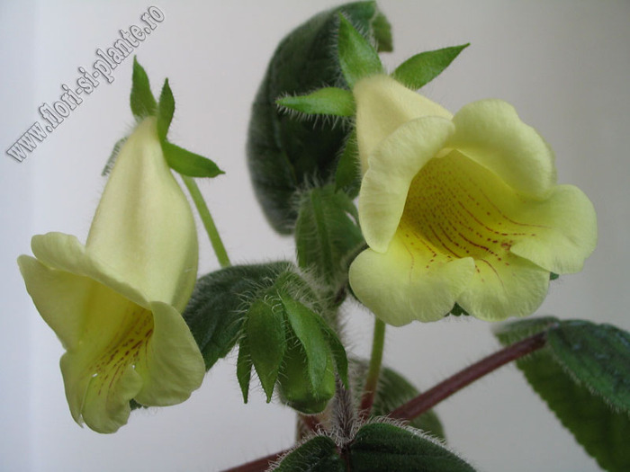 Sinningia Conspicua 13 - GLOXINIA _ SINNINGIA