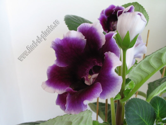 Gloxinia mov simplu bordat 2 - GLOXINIA _ SINNINGIA