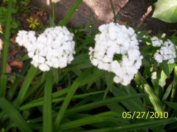 un buchet intr-o floare; ele sunt albe
