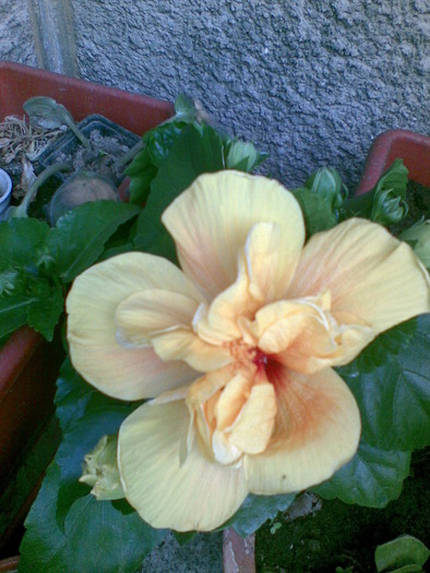 27052010(002) - hibiscus