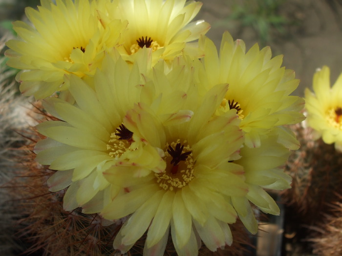 DSCF3459 - CACTUSI SI FLORI