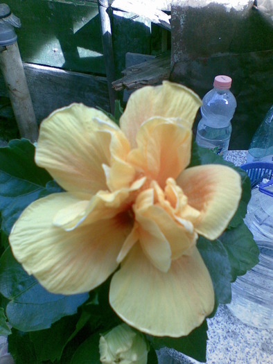 27052010(006) - hibiscus