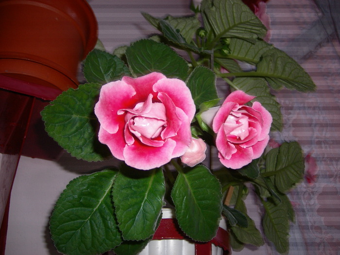  - Flori 2010