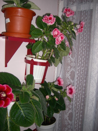  - Flori 2010