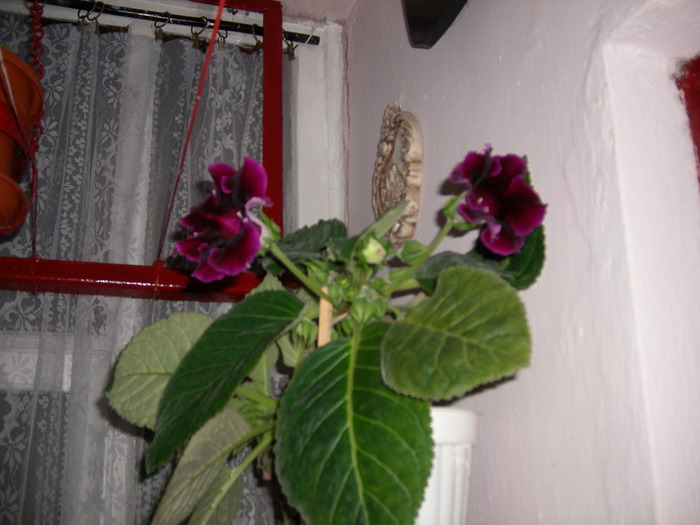  - Flori 2010