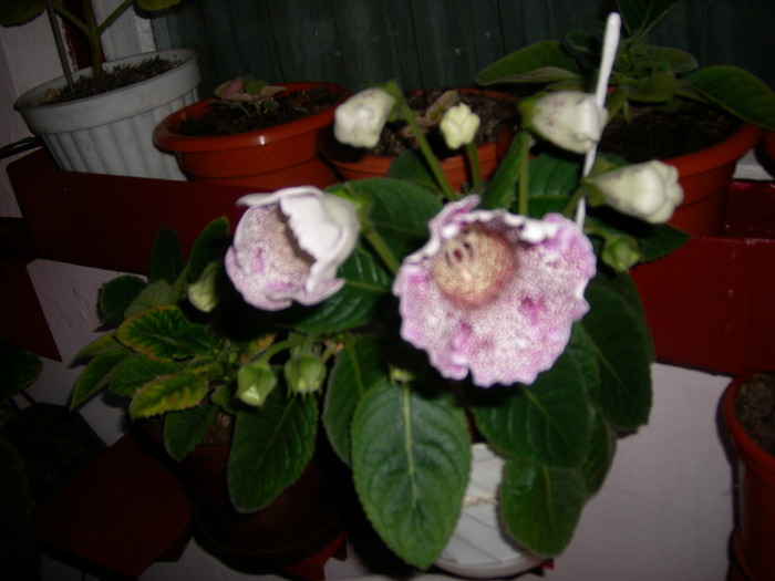  - Flori 2010