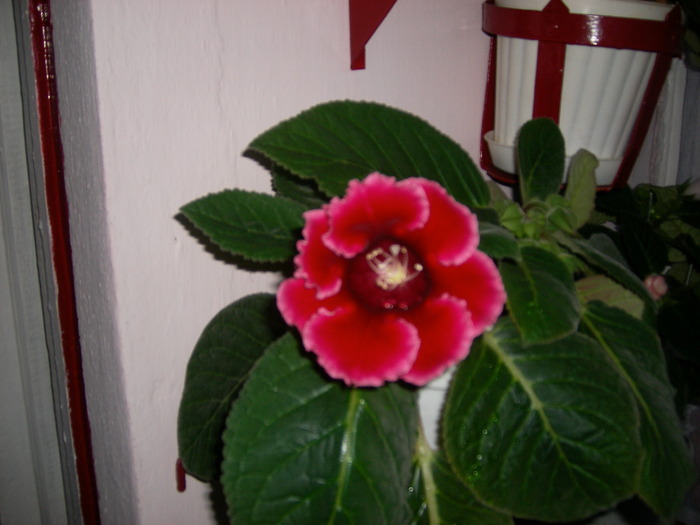  - Flori 2010