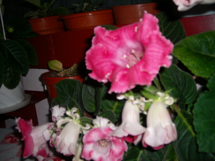 - Flori 2010