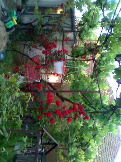 trandafiri cataratori - florile mele