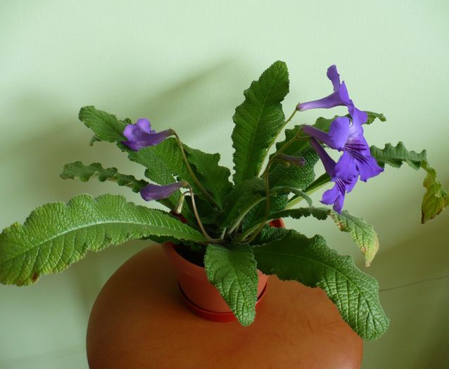 P1260568 - Streptosi 2010