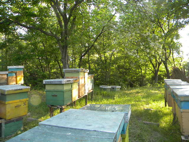 Picture 033