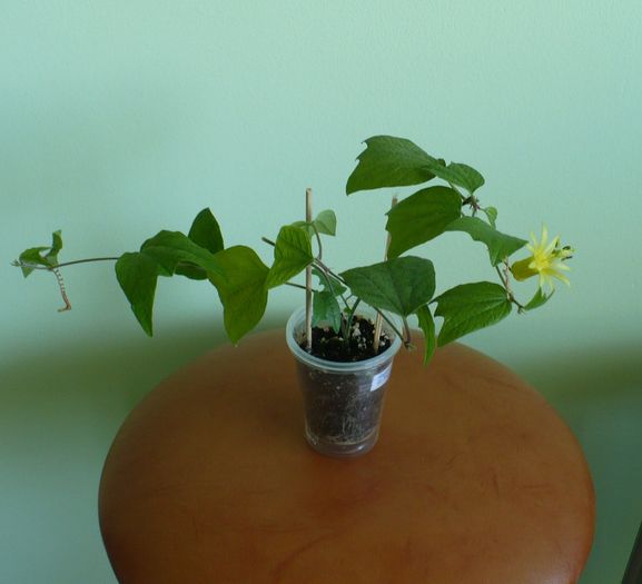 26 mai - Passiflora 2010