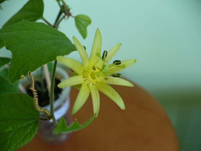 P1260626 - Passiflora 2010