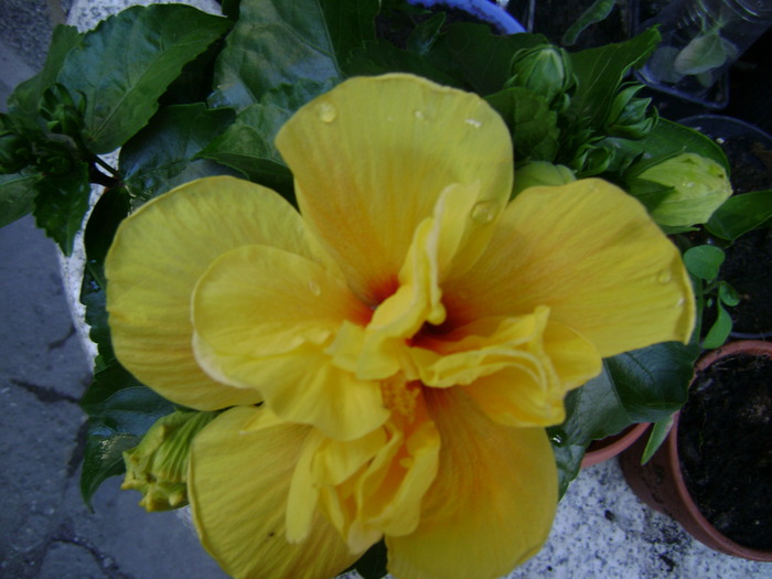 DSC04113 - hibiscus