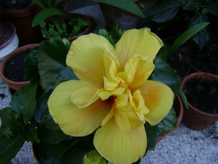 DSC04111 - hibiscus