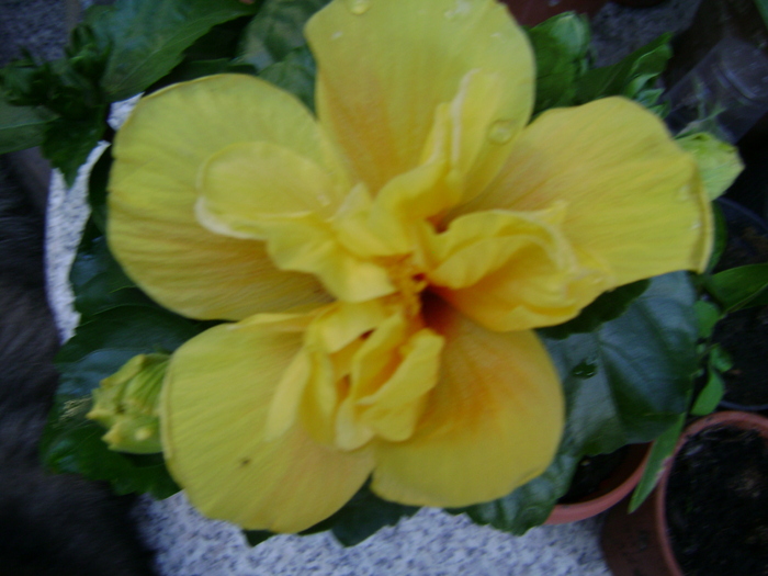 DSC04112 - hibiscus