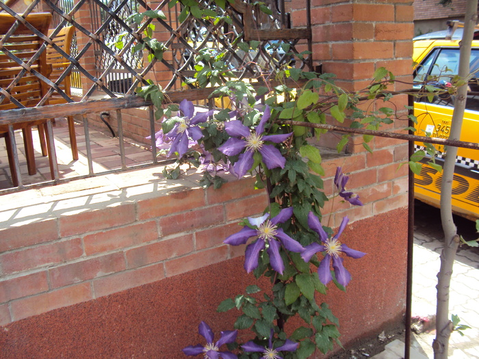 clematita din vecini