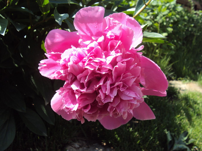 DSC01758 - gradina 2010