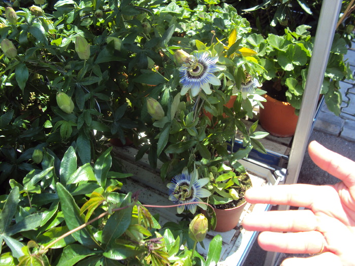 pasiflora - gradina 2010