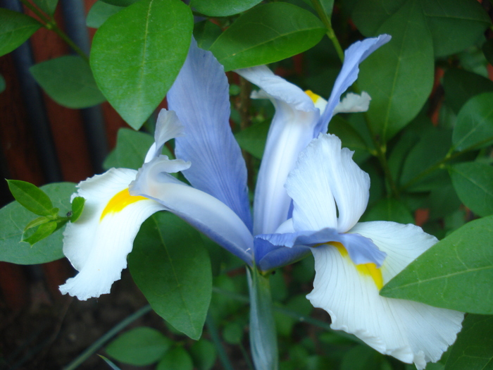 Iris Silvery Beauty (2010, May 29)