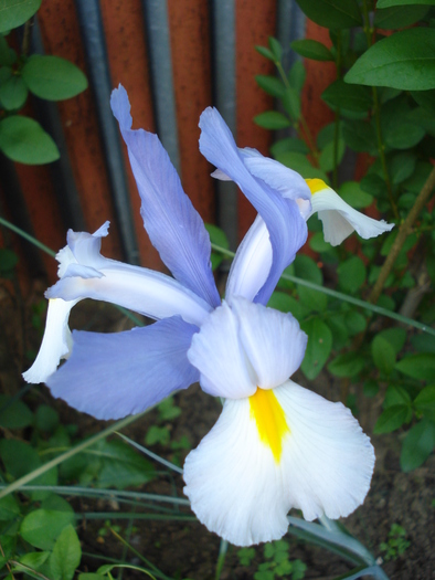 Iris Silvery Beauty (2010, May 29)