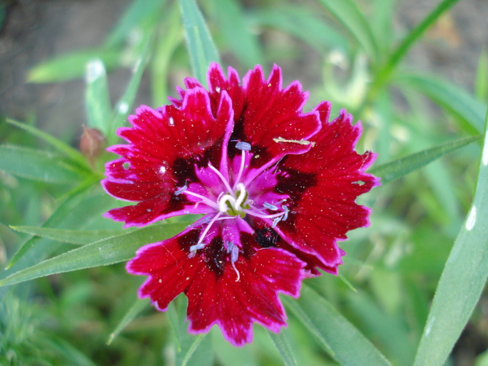 Dianthus chinensis (2010, May 26)