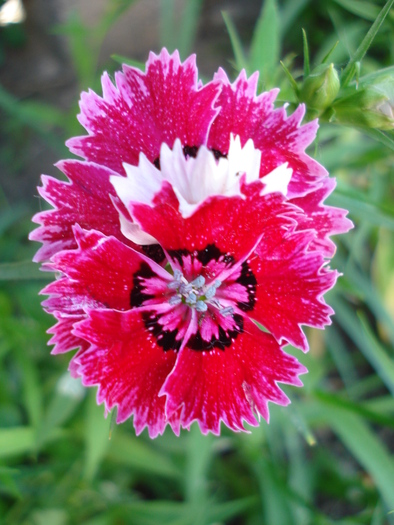 Dianthus chinensis (2010, May 26)