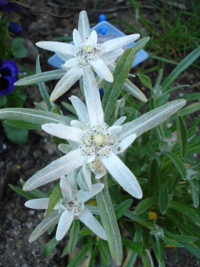 Floare de colt (2010, May 28) - LEONTOPODIUM Alpinum