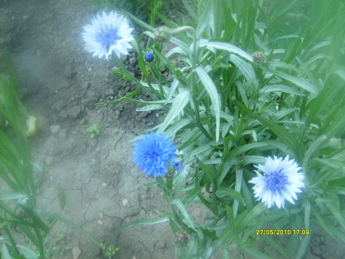 S6303547 - gradina mea 2010