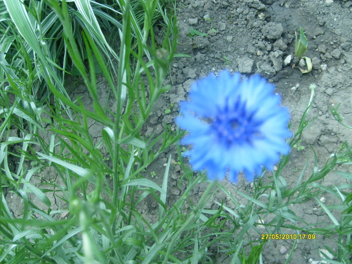S6303548 - gradina mea 2010