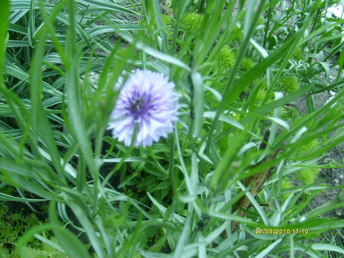S6303549 - gradina mea 2010
