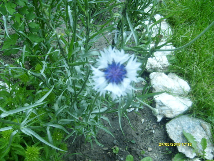 S6303550 - gradina mea 2010