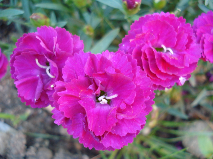 Dianthus x Allwoodii (2010, May 26) - Dianthus x Allwoodii