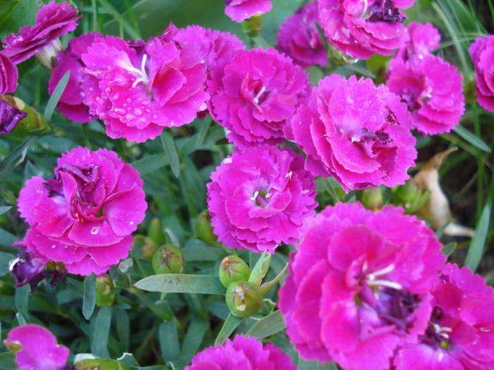 Dianthus x Allwoodii (2010, May 28) - Dianthus x Allwoodii