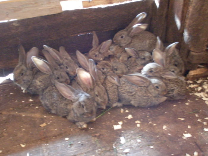 puiuti - poze iepuri belgieni - mai 2010