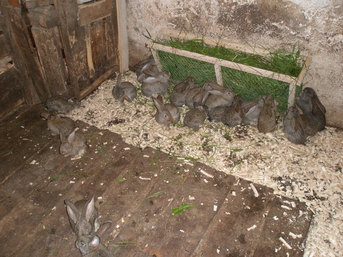 P5280358 - poze iepuri belgieni - mai 2010