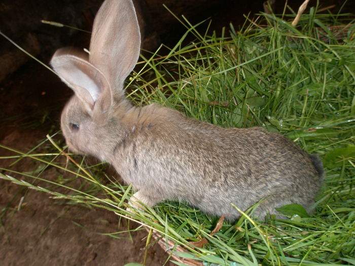 belgian - poze iepuri belgieni - mai 2010