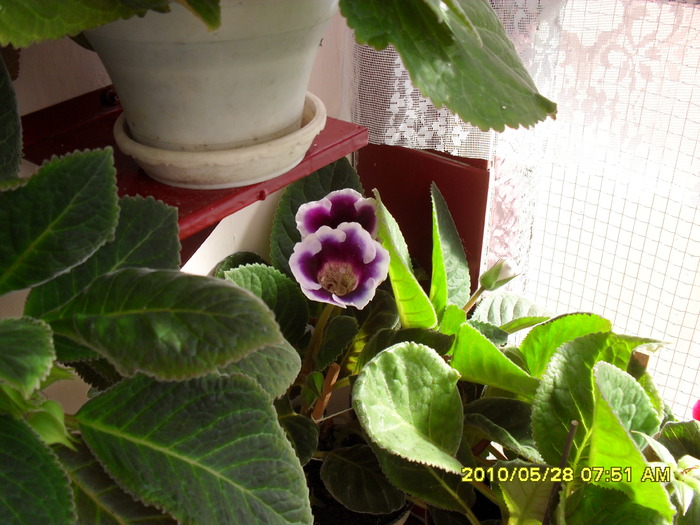flori 022 - Flori 2010