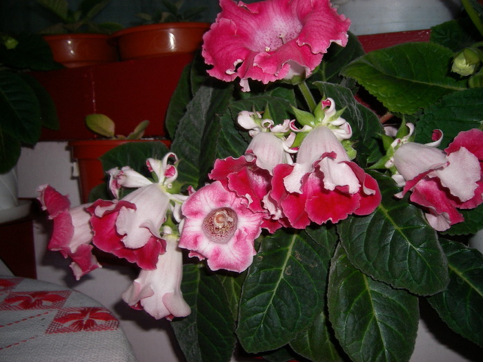 flori 002
