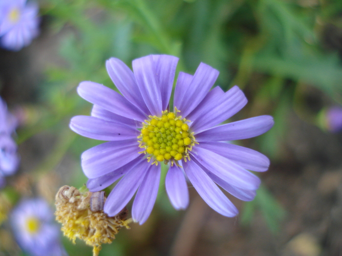 Swan River Daisy (2010, May 28)