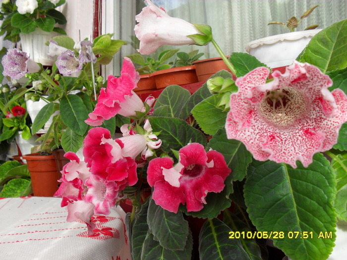 flori 018 - Flori 2010