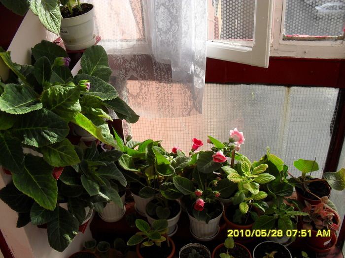 flori 021 - Flori 2010
