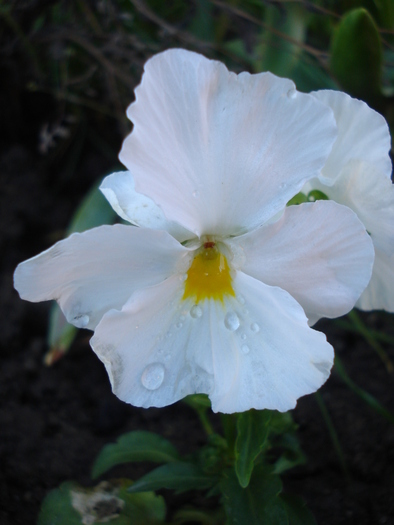 Delta Pure White pansy, 25may2010 - Delta Pure White pansy