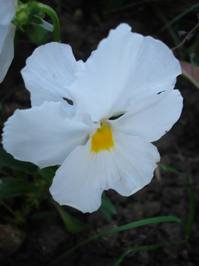 Delta Pure White pansy, 27may2010