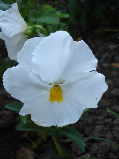 Delta Pure White pansy, 28may2010 - Delta Pure White pansy